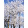 014-winter.jpg