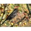 18-amsel.jpg