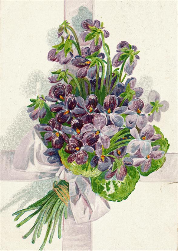 veilchen i